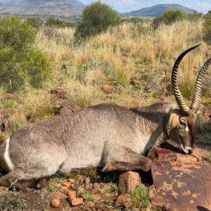 Waterbuck Hunt South Africa