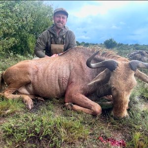 Golden Wildebeest Hunt South Africa