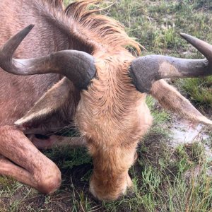 Golden Wildebeest Hunt South Africa