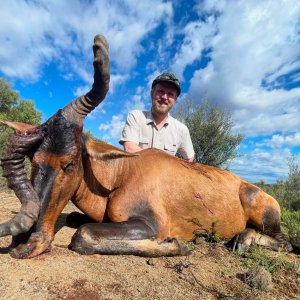 Red Hartebeest Hunt South Africa