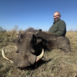 Warthog Hunting South Africa