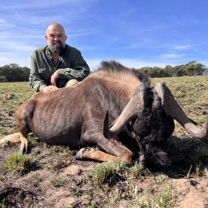 Black Wildebeest Hunting South Africa