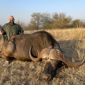 Buffalo Hunting South Africa