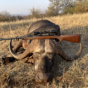 Buffalo Hunting South Africa