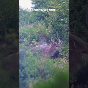 Latest Impact shots from recent hunt | Eastern Cape | Umlilo Safaris