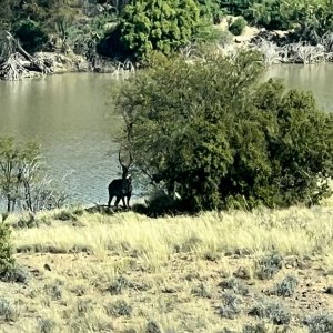 Waterbuck