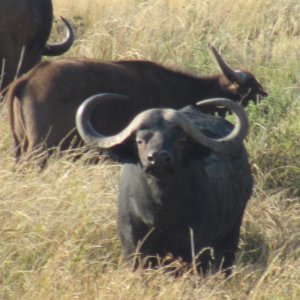 Cape Buffalo