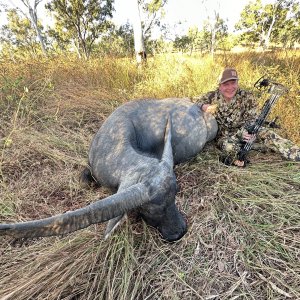 Water Buffalo Cow Hunt Australia