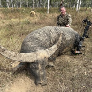 Water Buffalo Bull Hunt Australia