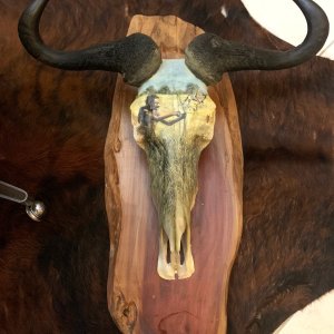 Painted Blue Wildebeest Skull Shield Mount Taxidermy