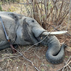 Hunting Elephant Zimbabwe