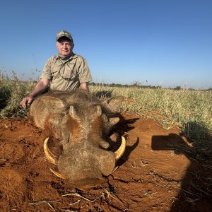 Warthog Hunt South Africa