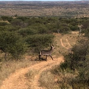 Young Waterbuck Bull Namibia