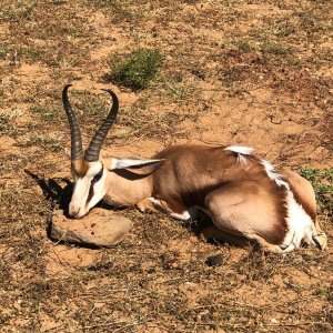 Springbok Hunt Namibia