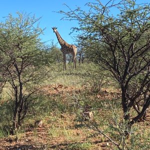 Giraffe Namibia