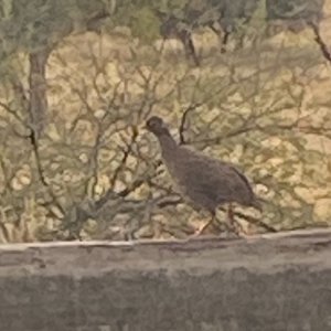 Francolin Grouse Khomas Hochland Namibia April 2024