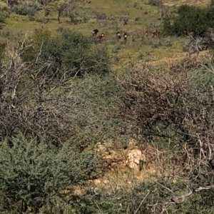 Scenery Khomas Hochland Namibia April 2024