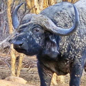 Cape Buffalo South Africa