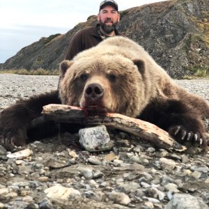 North American Brown Bear Hunt Alaska