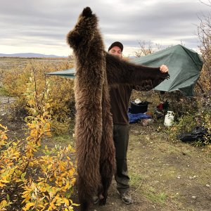 North American Brown Bear Hunt Alaska