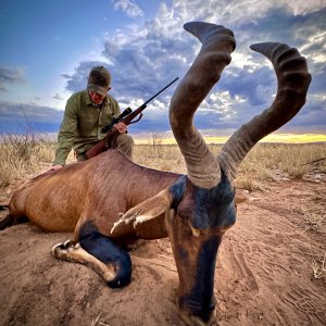 Red Hartebeest Hunt Namibia