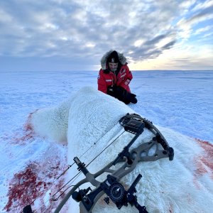 Polar Bear Bow Hunt