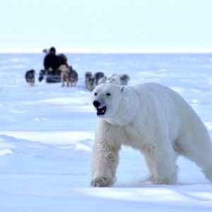 Polar Bear Dog Sled Hunt