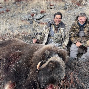 Muskox Hunt Greenland