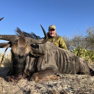 Blue Wildebeest Hunt Botswana