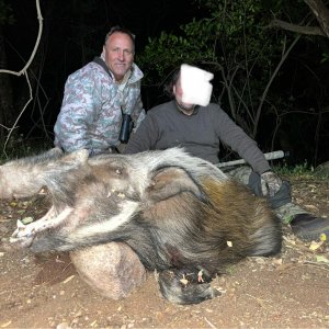 Old Bushpig hunted