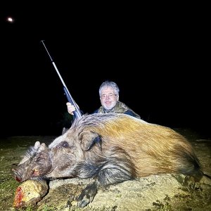 Bushpig Hunt South Africa