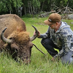 Wisent