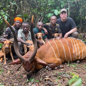 Bongo Hunt Cameroon