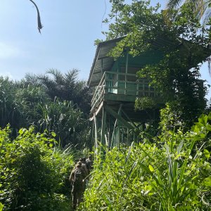 Game Viewing Platform Lobeke National Park Cameroon