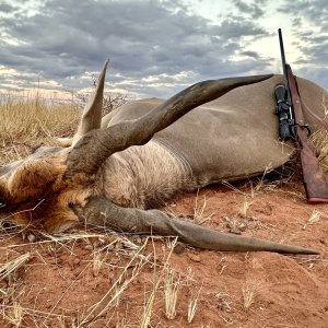 Eland Hunting Namibia