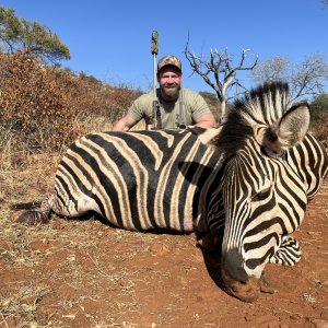 Zebra Hunt Limpopo South Africa