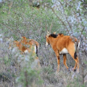 Sable Eastern Cape South Africa