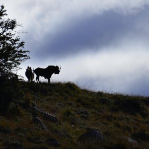 Black Wildebeest Eastern Cape South Africa