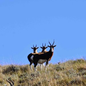 Blesbok Eastern Cape South Africa