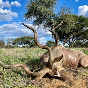 Kudu Hunt Namibia