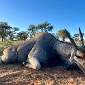 Eland Hunt Namibia