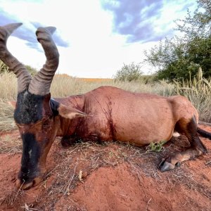 Red Hartebeest Hunt Namibia