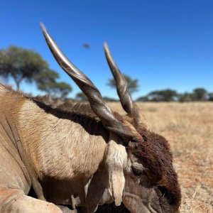 Eland Hunt Namibia