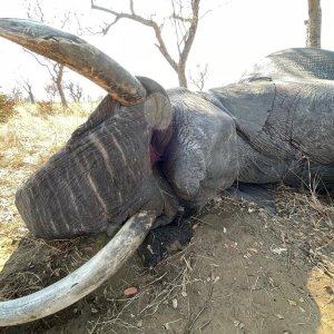 Elephant Hunt Namibia