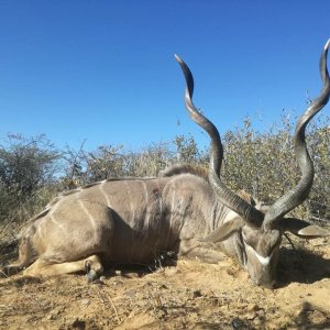 Kudu Hunt Namibia