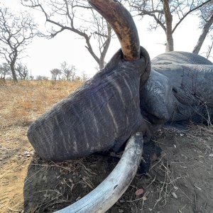 Elephant Hunt Namibia