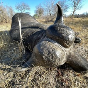 Buffalo Hunt Namibia