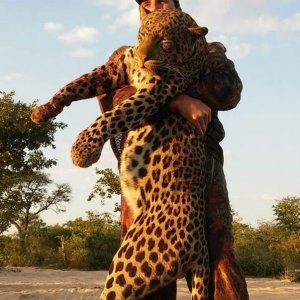 Leopard Hunt Namibia