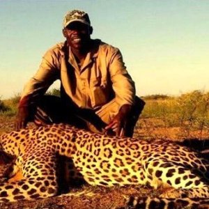 Leopard Hunt Namibia