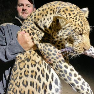 Leopard Hunt Namibia